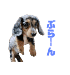 愛犬ココちゃんのスタンプ①（個別スタンプ：4）