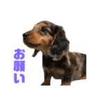 愛犬ココちゃんのスタンプ①（個別スタンプ：5）