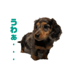 愛犬ココちゃんのスタンプ①（個別スタンプ：6）