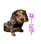 愛犬ココちゃんのスタンプ①（個別スタンプ：7）
