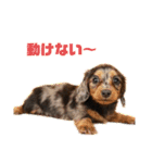 愛犬ココちゃんのスタンプ①（個別スタンプ：8）