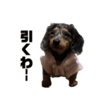 愛犬ココちゃんのスタンプ①（個別スタンプ：9）