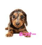 愛犬ココちゃんのスタンプ①（個別スタンプ：10）