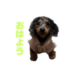 愛犬ココちゃんのスタンプ①（個別スタンプ：11）