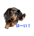 愛犬ココちゃんのスタンプ①（個別スタンプ：14）