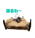 愛犬ココちゃんのスタンプ①（個別スタンプ：15）