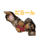 愛犬ココちゃんのスタンプ①（個別スタンプ：16）