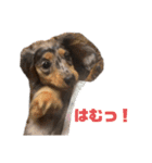愛犬ココちゃんのスタンプ①（個別スタンプ：18）
