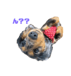 愛犬ココちゃんのスタンプ①（個別スタンプ：19）