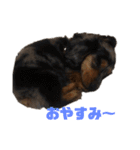 愛犬ココちゃんのスタンプ①（個別スタンプ：21）