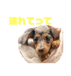 愛犬ココちゃんのスタンプ①（個別スタンプ：22）