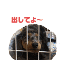 愛犬ココちゃんのスタンプ①（個別スタンプ：23）