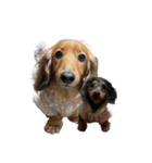 愛犬ココちゃんのスタンプ①（個別スタンプ：25）