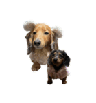 愛犬ココちゃんのスタンプ①（個別スタンプ：26）