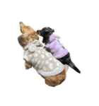 愛犬ココちゃんのスタンプ①（個別スタンプ：27）