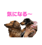 愛犬ココちゃんのスタンプ①（個別スタンプ：28）