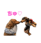 愛犬ココちゃんのスタンプ①（個別スタンプ：29）