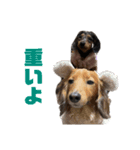 愛犬ココちゃんのスタンプ①（個別スタンプ：32）