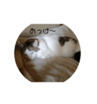 猫ですよろしく（個別スタンプ：1）