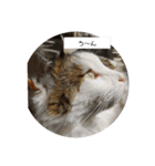 猫ですよろしく（個別スタンプ：2）