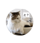 猫ですよろしく（個別スタンプ：3）