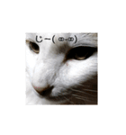 猫ですよろしく（個別スタンプ：4）