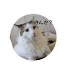 猫ですよろしく（個別スタンプ：5）
