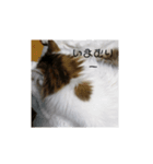 猫ですよろしく（個別スタンプ：6）