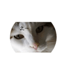 猫ですよろしく（個別スタンプ：7）