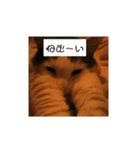 猫ですよろしく（個別スタンプ：8）