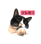 ネコロボはちくん（個別スタンプ：1）
