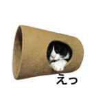 ネコロボはちくん（個別スタンプ：9）