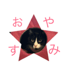 ネコロボはちくん（個別スタンプ：10）