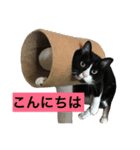 ネコロボはちくん（個別スタンプ：14）