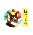 ネコロボはちくん（個別スタンプ：15）