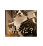 くつろぎ古民家まめ猫の動くLINEスタンプ（個別スタンプ：9）