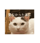 くつろぎ古民家まめ猫の動くLINEスタンプ（個別スタンプ：10）