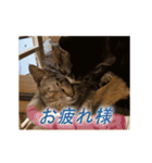 くつろぎ古民家まめ猫の動くLINEスタンプ（個別スタンプ：11）