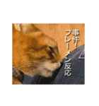 くつろぎ古民家まめ猫の動くLINEスタンプ（個別スタンプ：14）