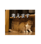 くつろぎ古民家まめ猫の動くLINEスタンプ（個別スタンプ：15）