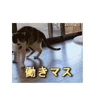 くつろぎ古民家まめ猫の動くLINEスタンプ（個別スタンプ：16）