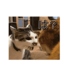 くつろぎ古民家まめ猫の動くLINEスタンプ（個別スタンプ：17）