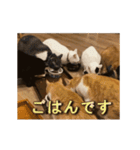 くつろぎ古民家まめ猫の動くLINEスタンプ（個別スタンプ：20）