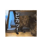 くつろぎ古民家まめ猫の動くLINEスタンプ（個別スタンプ：22）