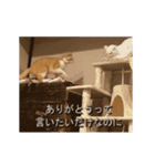 くつろぎ古民家まめ猫の動くLINEスタンプ（個別スタンプ：23）