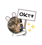 ぷくリン（個別スタンプ：3）