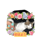 ぷくリン（個別スタンプ：5）