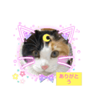 ぷくリン（個別スタンプ：8）
