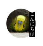 セキセイインコスタンプ（24個）（個別スタンプ：1）