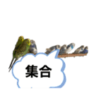 セキセイインコスタンプ（24個）（個別スタンプ：6）